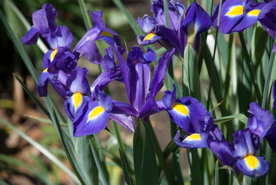 Ирис Iris magnifica