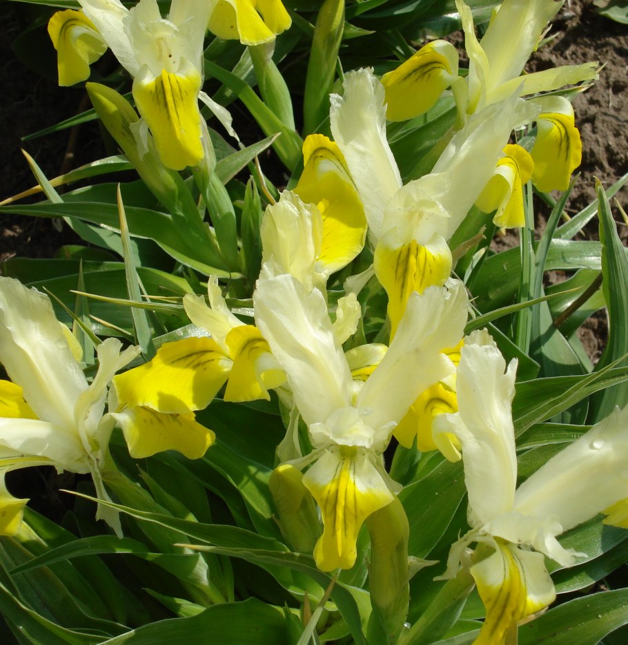 Ирис Бухарский