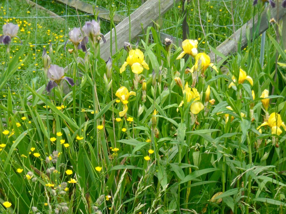 Касатик Бухарский Iris bucharica