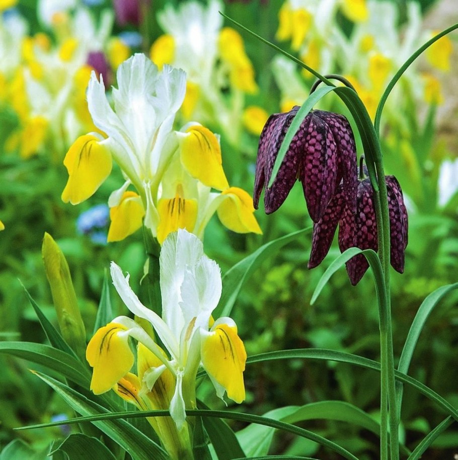 Ирис Бухарский