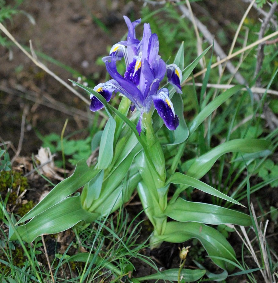 Ирис Уайт Джинджер