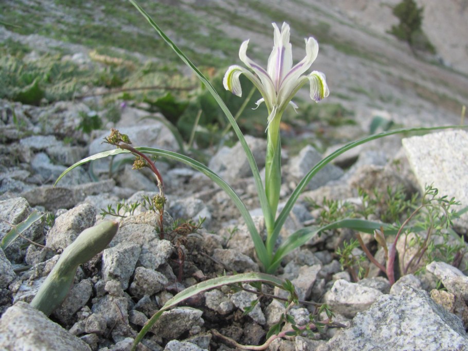 Ирис юнона бухарская