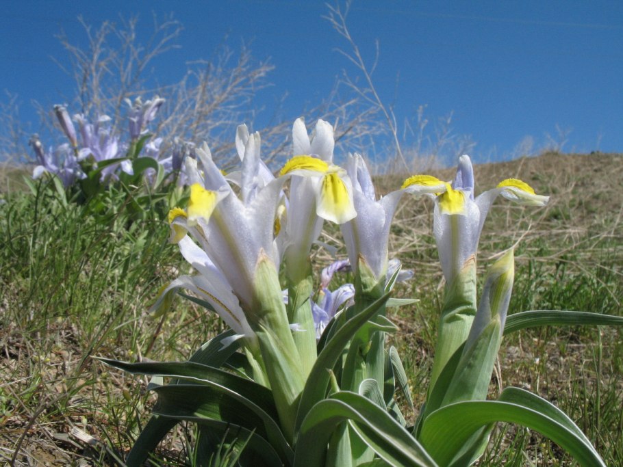 Юнона великолепная