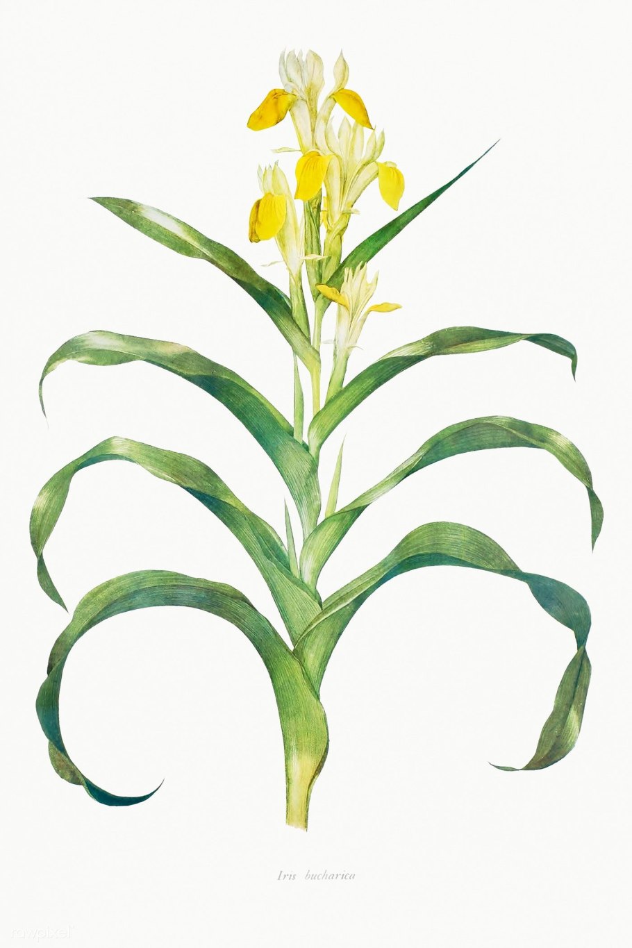 Редкие растения Узбекистана