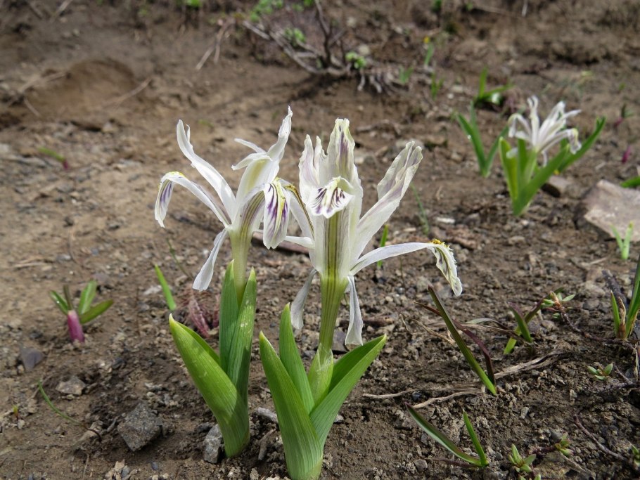 Ирис Juno bucharica