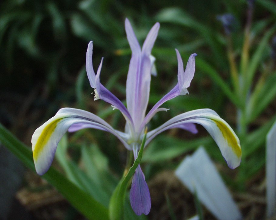 Гули сияхгуш