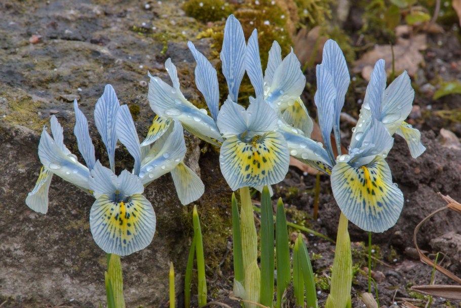 Растения Израиля