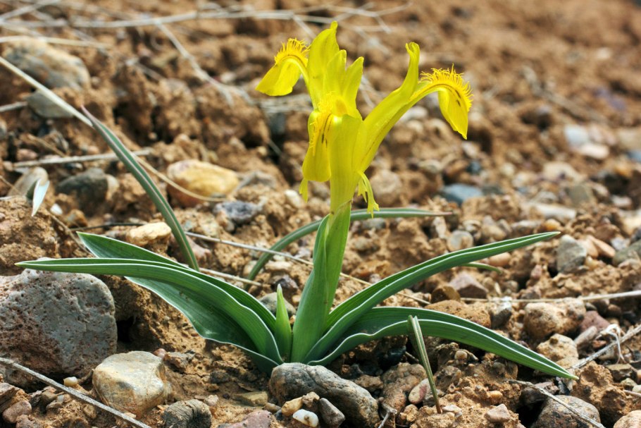 Ирис канадский луковичный