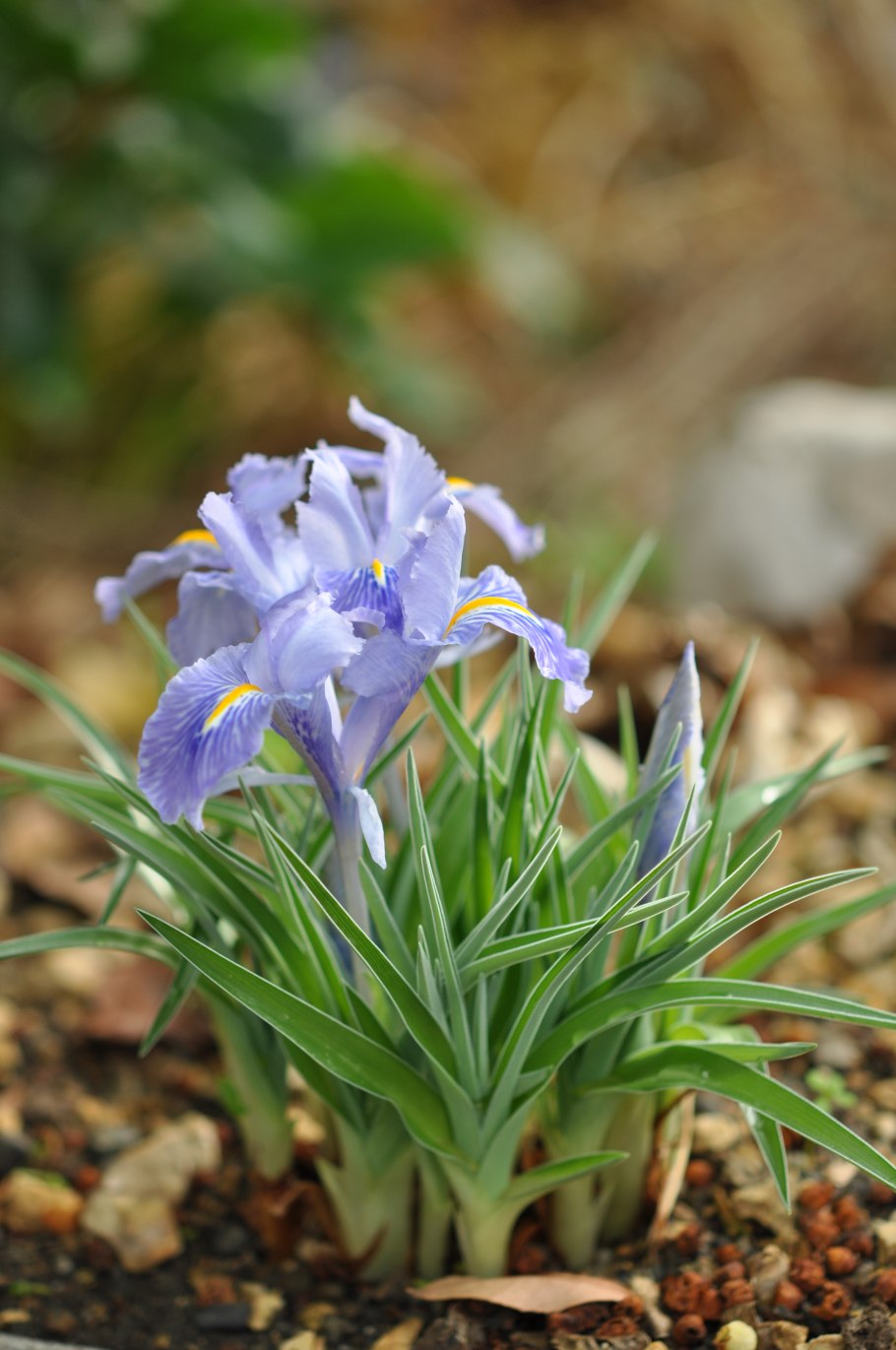 Ирис карликовый (Iris pumila)