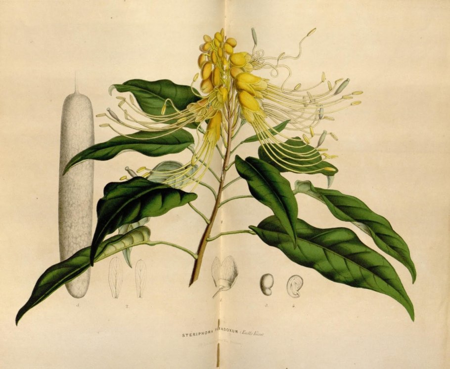 Центральный Тянь растительность