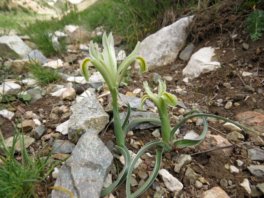 Ирисы на языке цветов