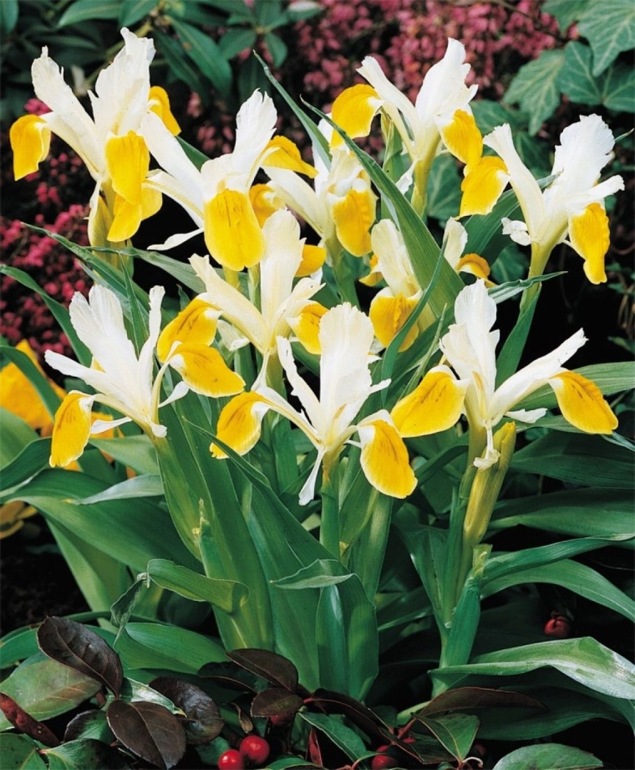 Ирис Juno bucharica