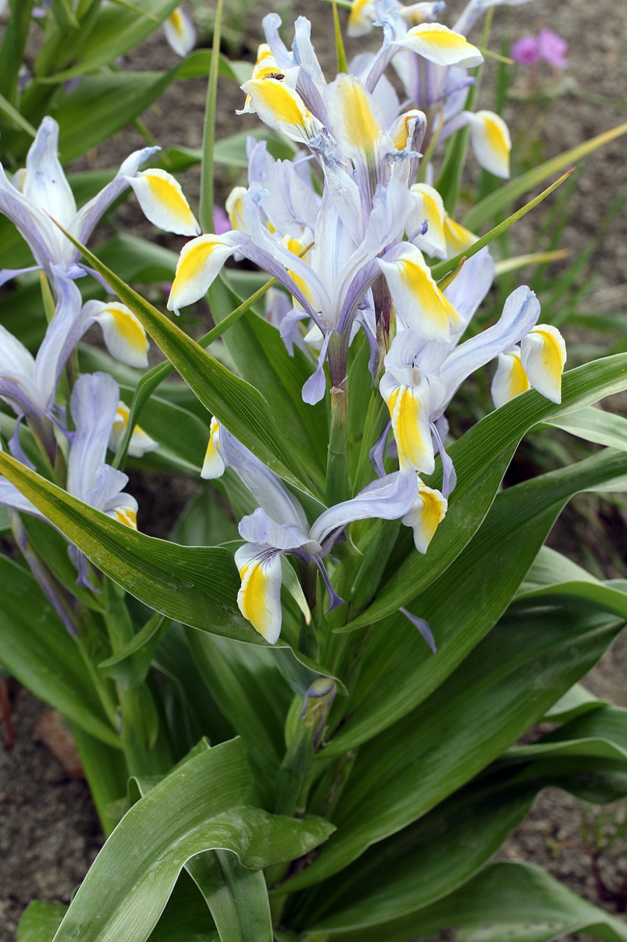 Ирис Бухарский