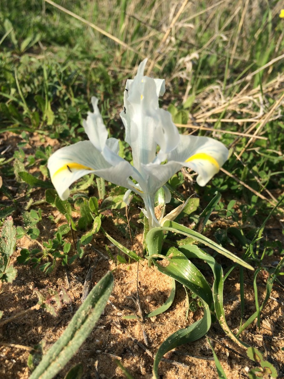 Iris Scorpiris перевод