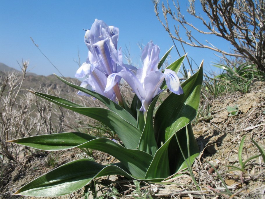 Юнона Бухарская