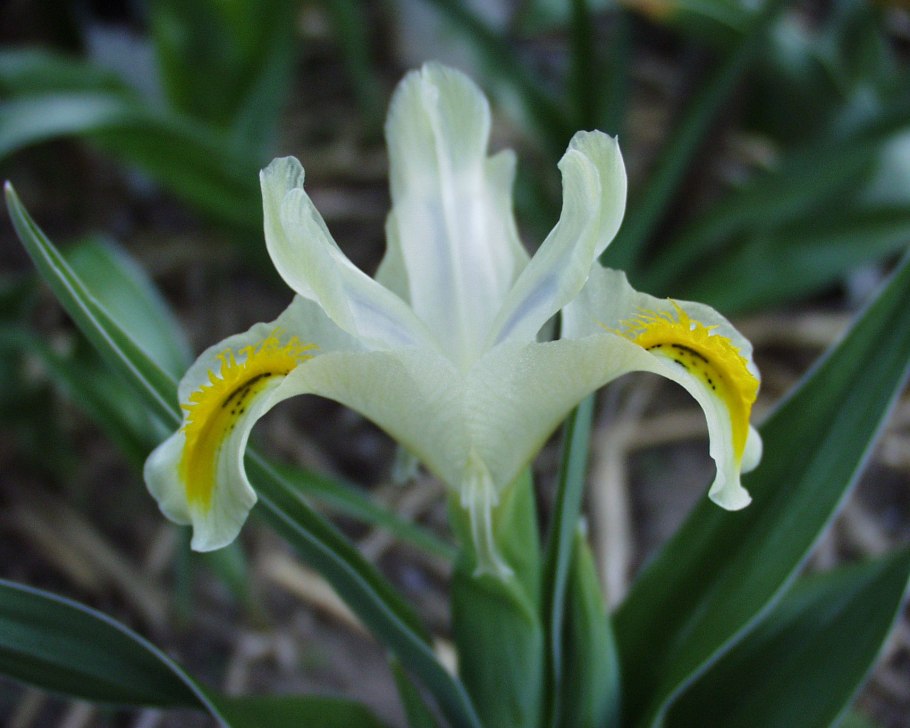 Ксифиумы высокорослые луковичные ирисы