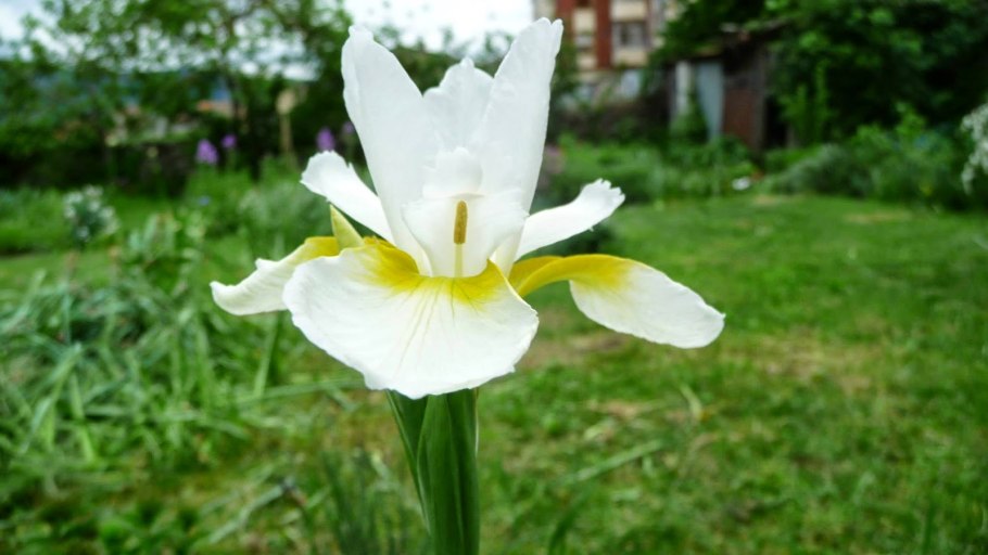 Юнона растение рисунок