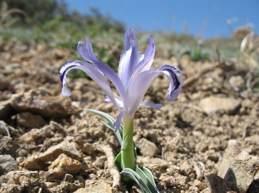 Юнона Бухарская