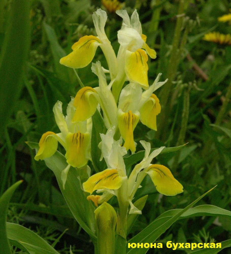 Ирис Juno bucharica