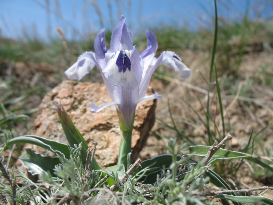 Ирис иридодиктиум