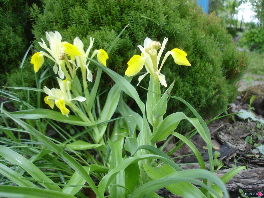 Кандык Кондо