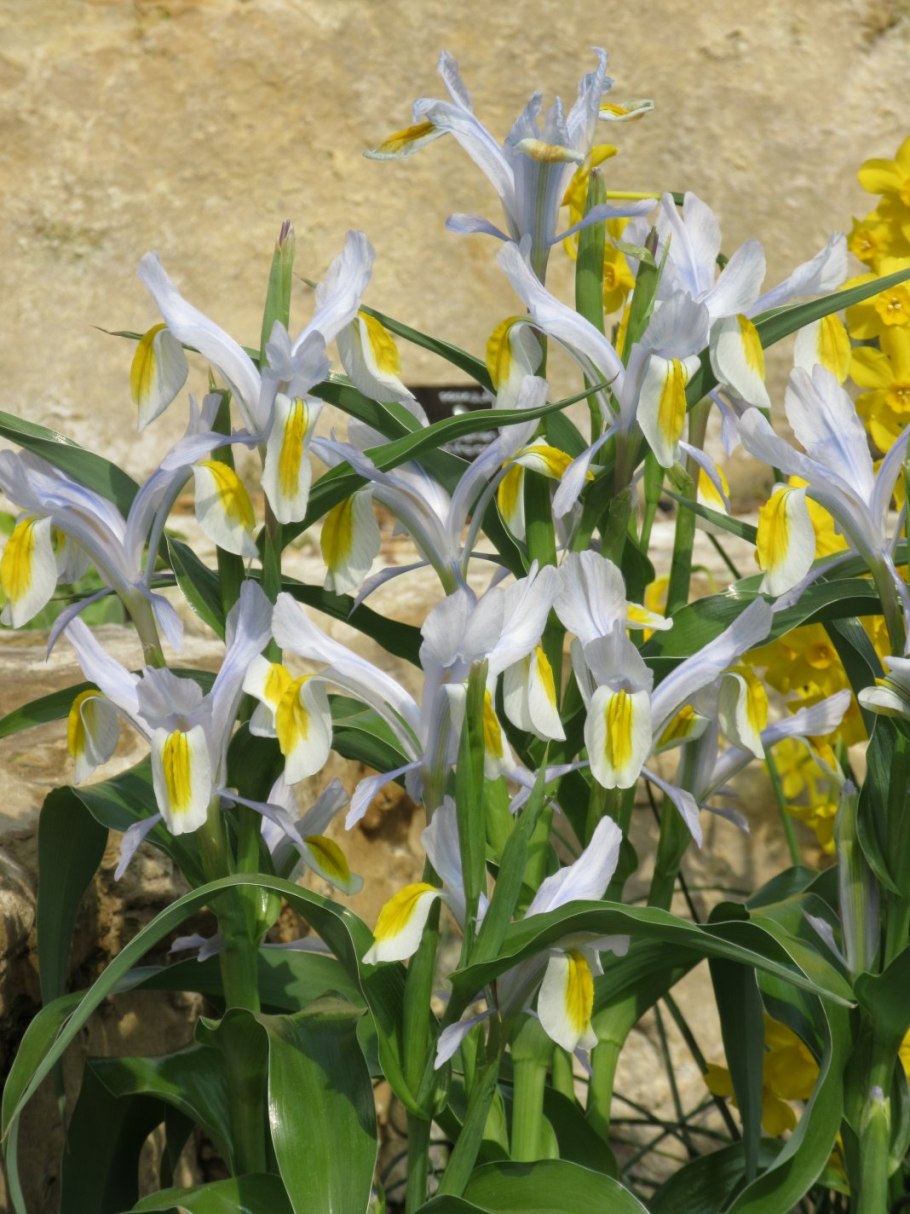 Ирис Iris magnifica