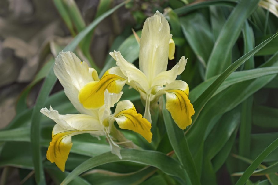 Ирис Юнона великолепная