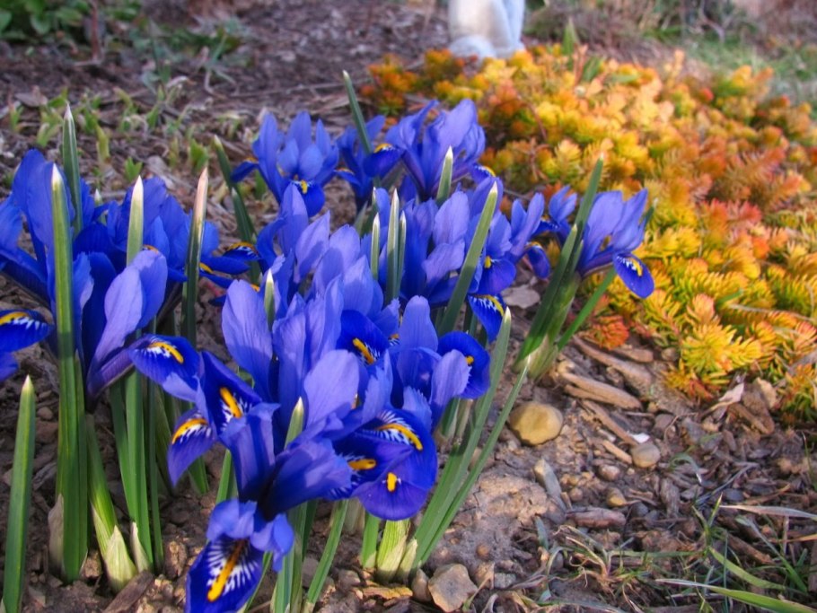 Иридодиктиум ирис сетчатый