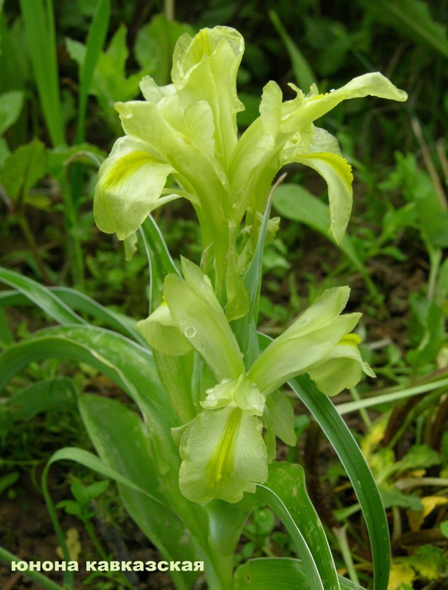 Ирис Iris magnifica