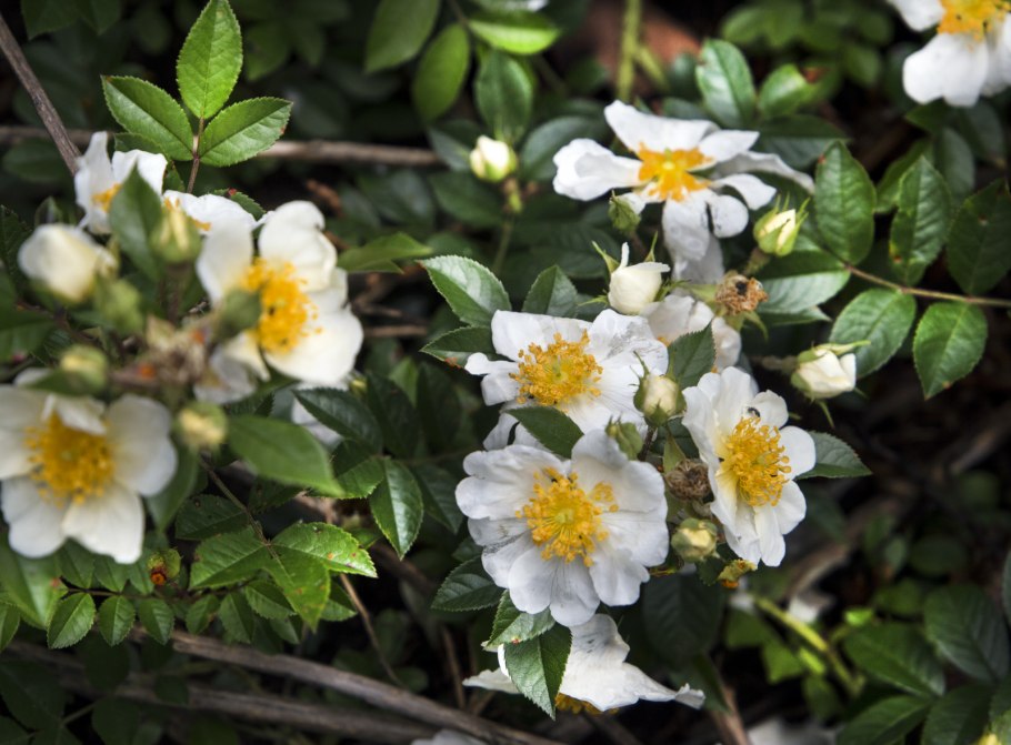 Шиповник Приамурья