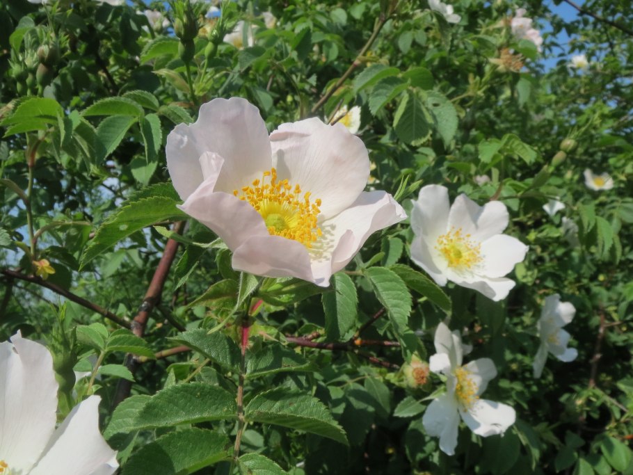 Шиповник канина фото