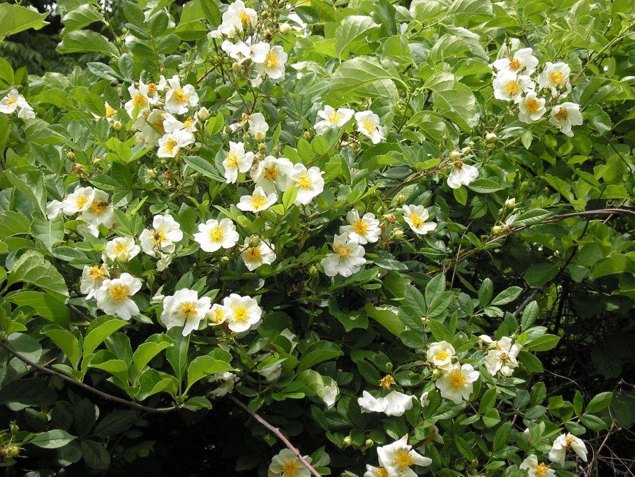 Роза Максимовича, Rosa maximowicziana