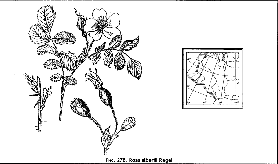 Роза колючейшая бедренцеволистная