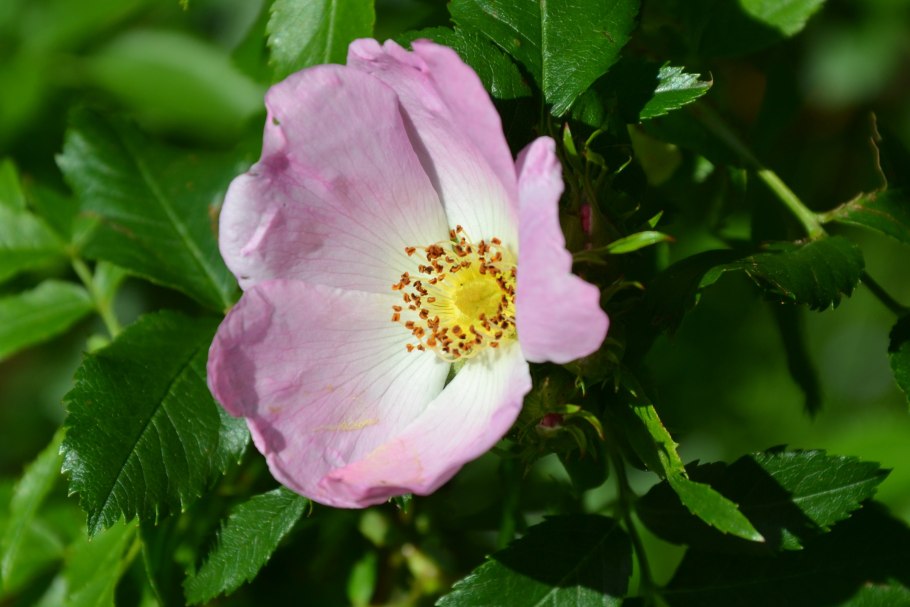 Шиповник Альба Агбина