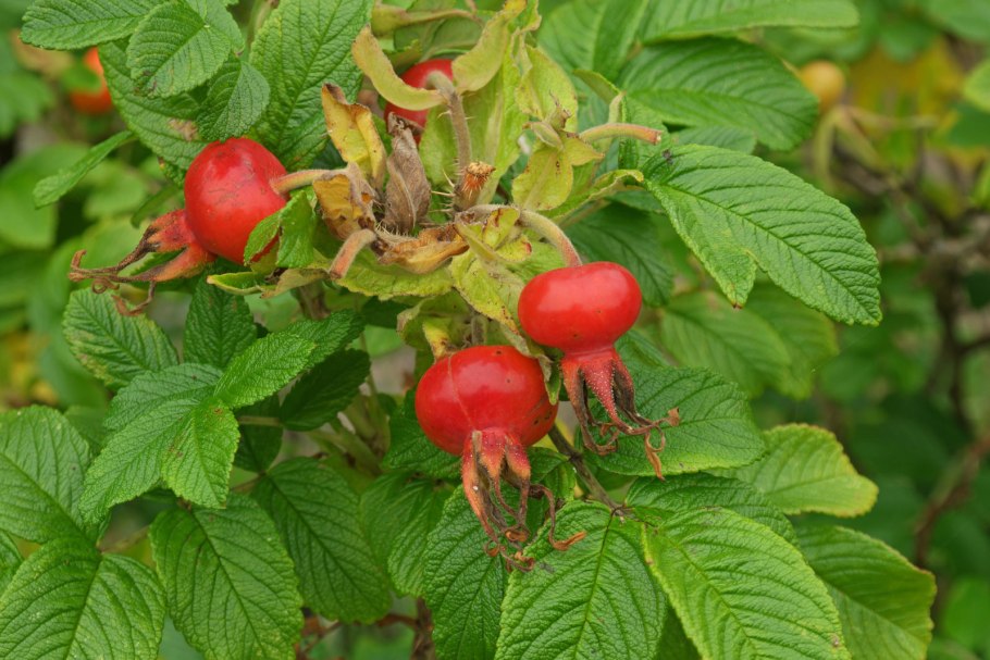 Роза собачья Rosa Canina