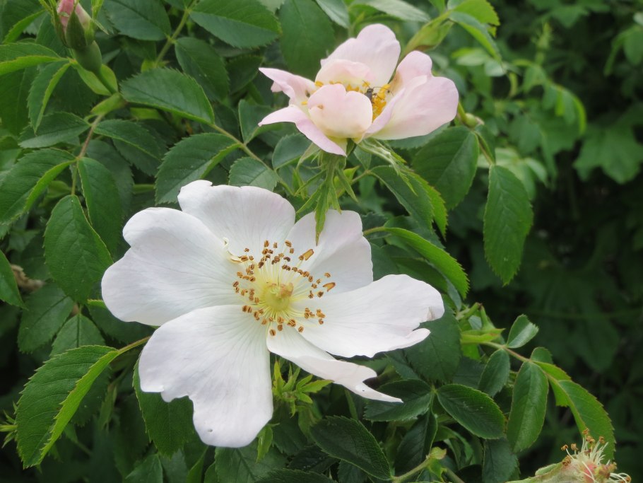 Шиповник белоцветковый