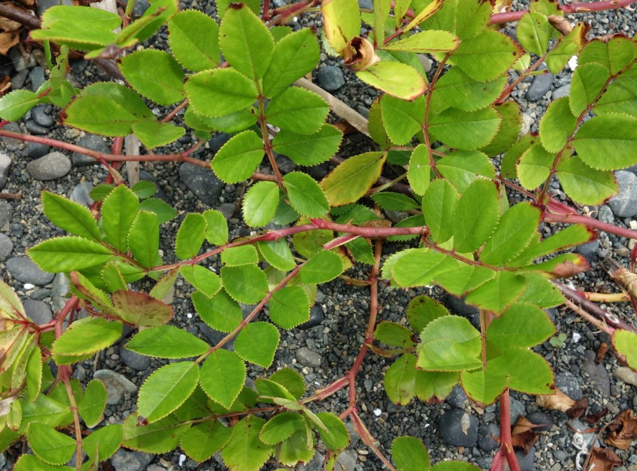 Rosa maximowicziana Regel