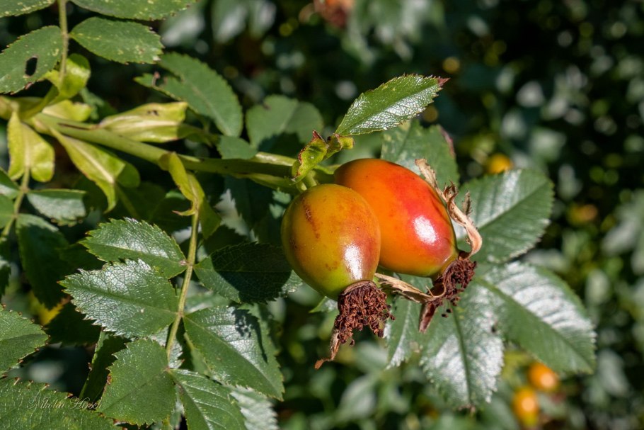 Шиповник морской дальневосточный