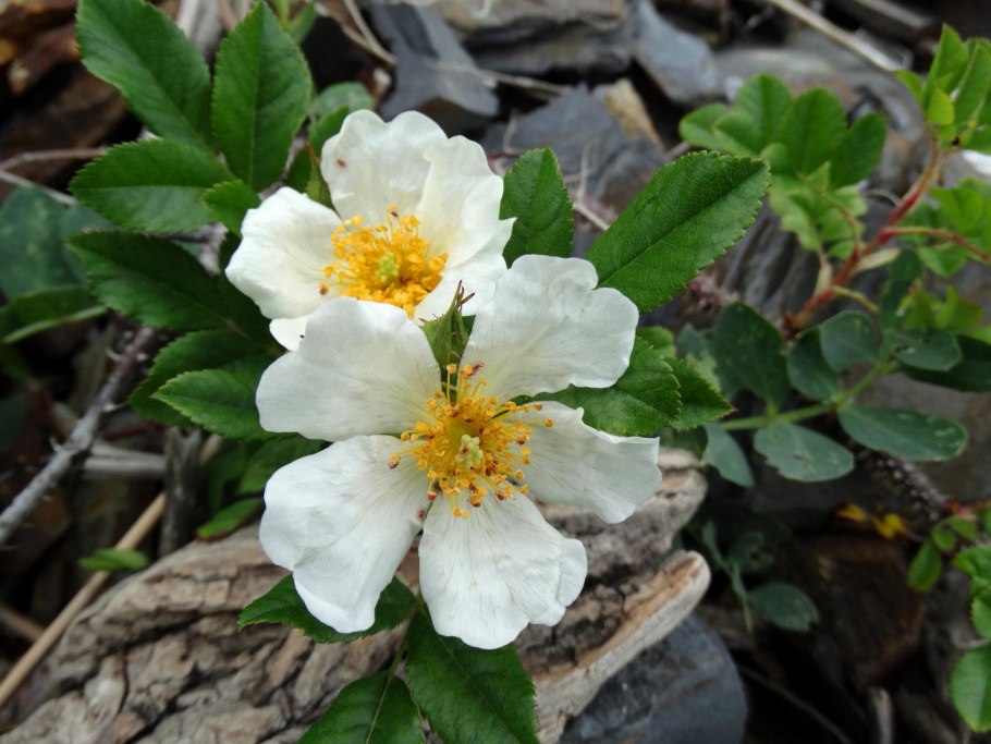 Rosa maximowicziana