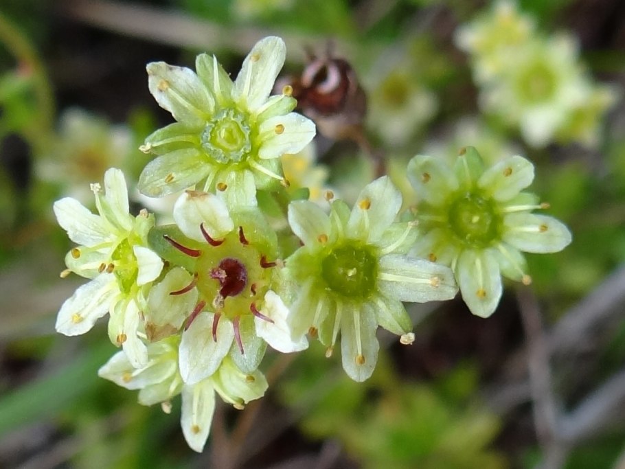 Камнеломка клинолистная