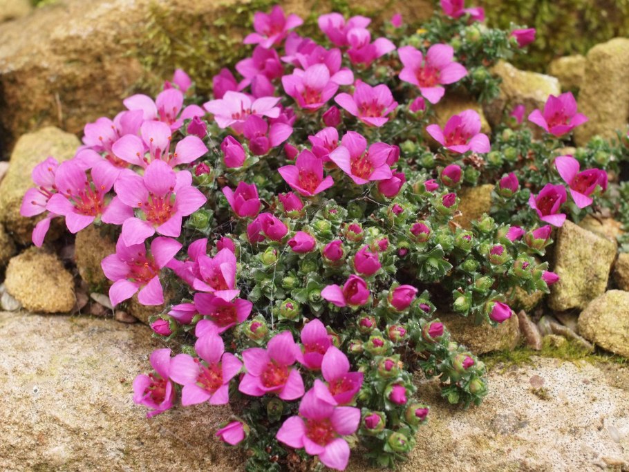 Saxifraga oppositifolia