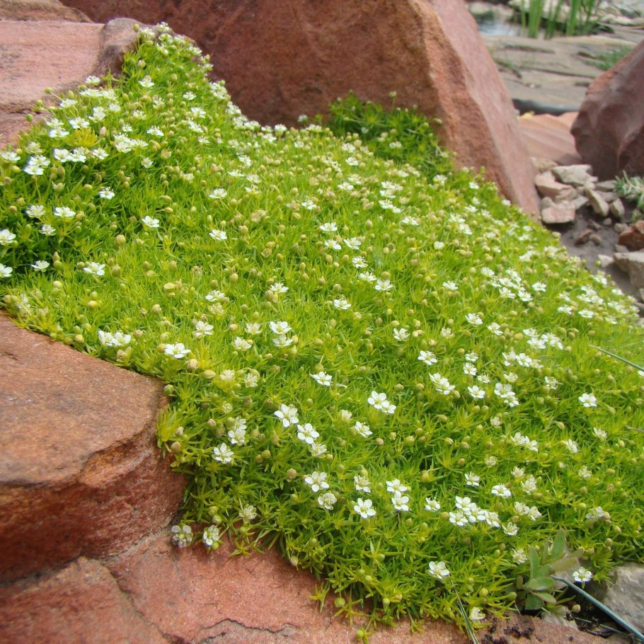 Мшанка шиловидная