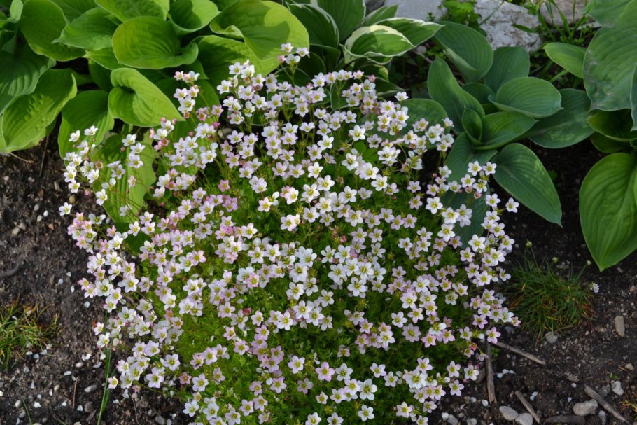 Камнеломка арендса schneeteppich