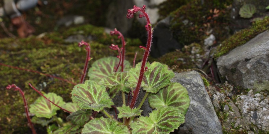 Камнеломка saxifraga stolonifera