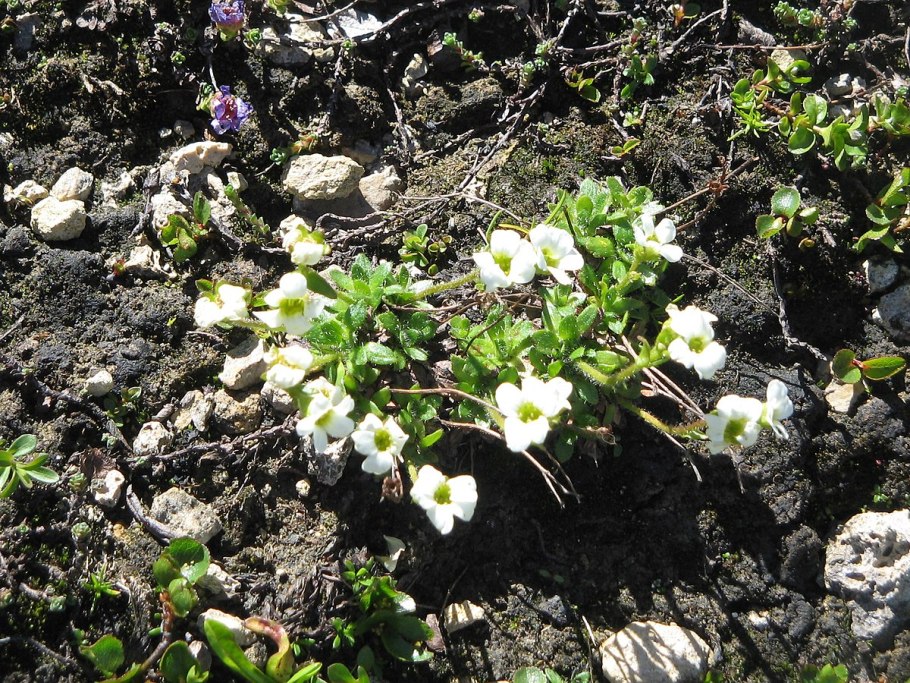 Saxifraga androsacea