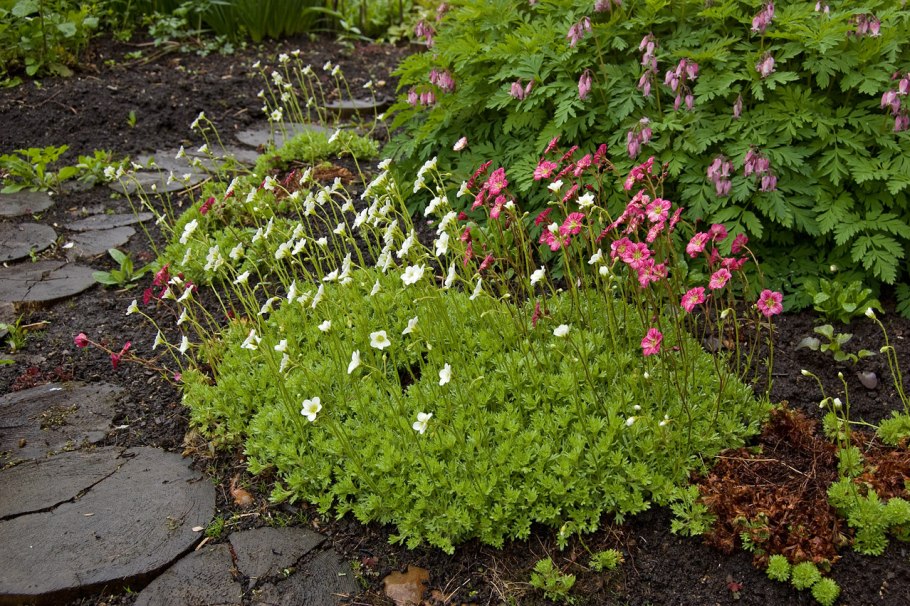 Камнеломка арендса белая