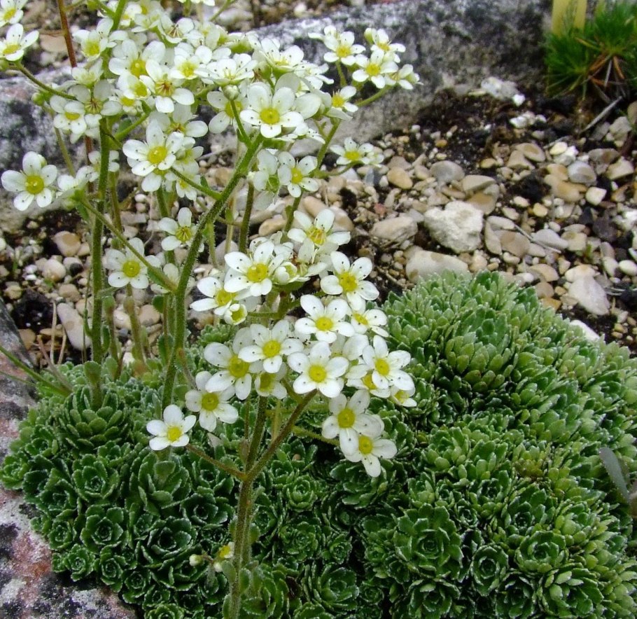 Камнеломка метельчатая saxifraga paniculata