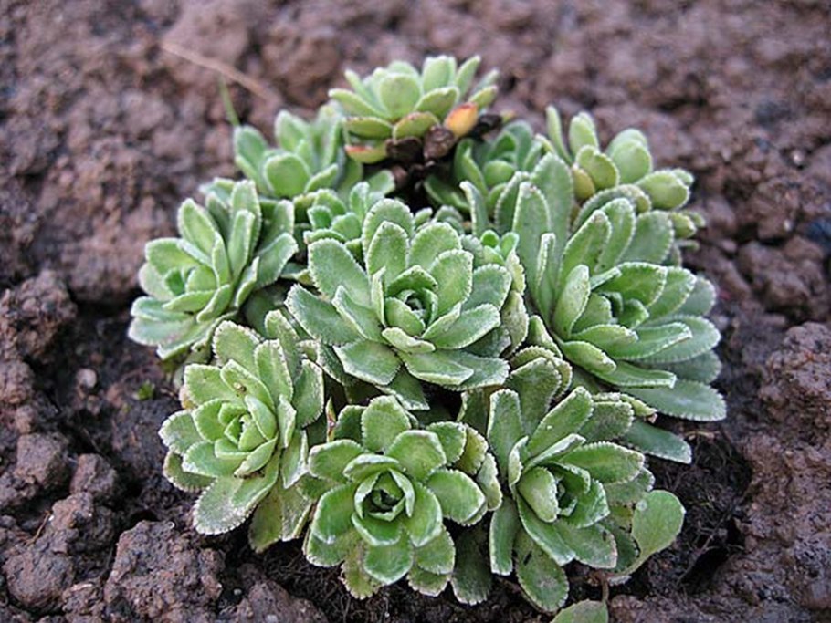 Saxifraga paniculata