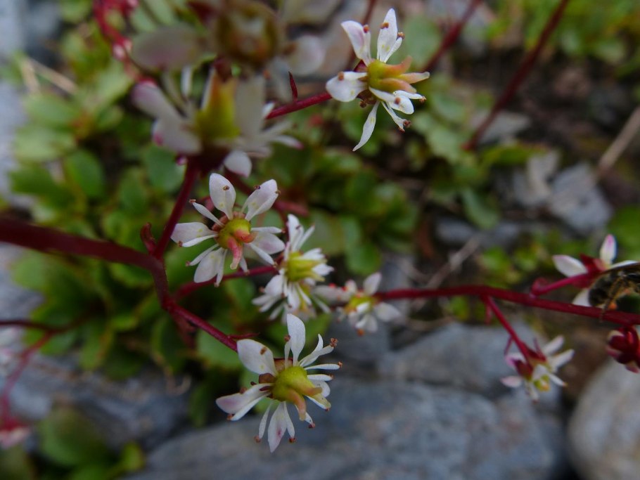 Камнеломка круглолистная