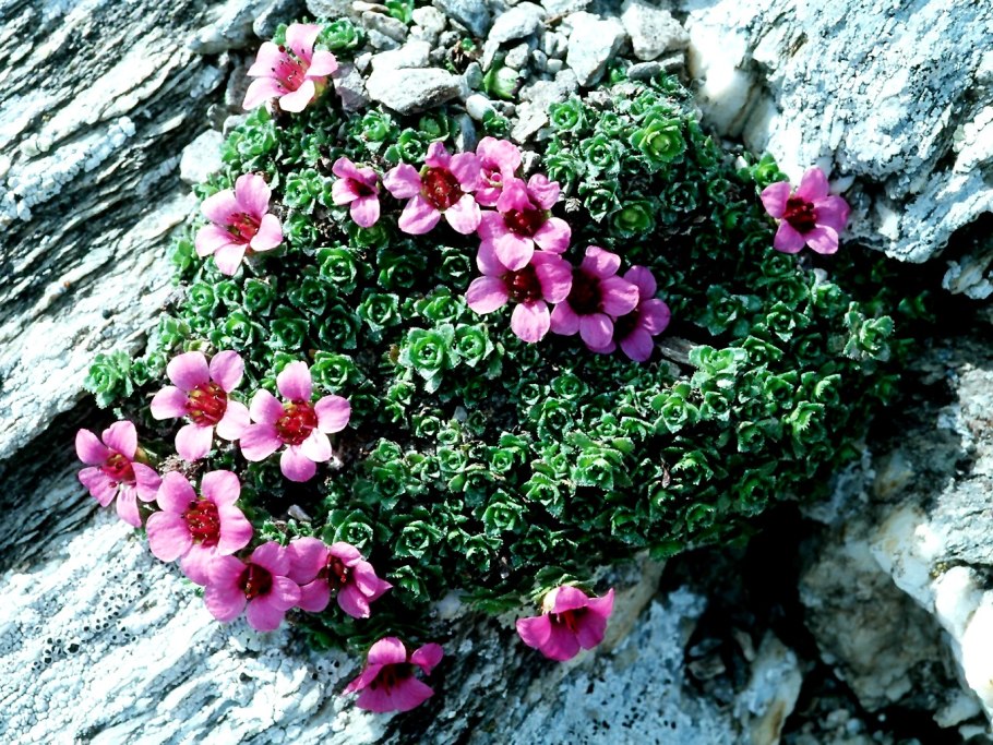 Saxifraga nelsoniana